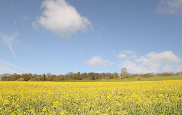 An der Dorfkirche - Photo 37